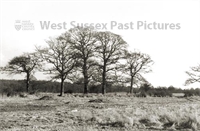 PP_WSL_RBP5714 copy.jpg