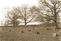 PP_WSL_WGNG000086crop copy.jpg